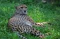Zoo Schmiding 010